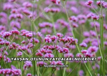 Yavşan Otunun Faydaları Nelerdir?