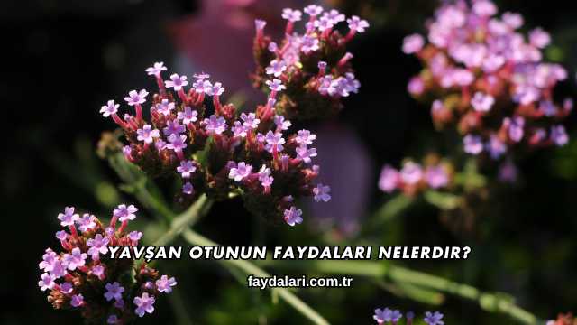 Yavşan Otunun Faydaları Nelerdir?