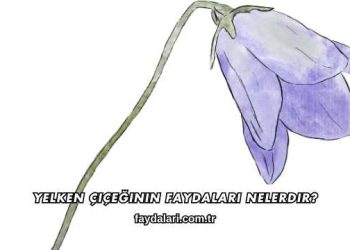 Yelken Çiçeğinin Faydaları Nelerdir?