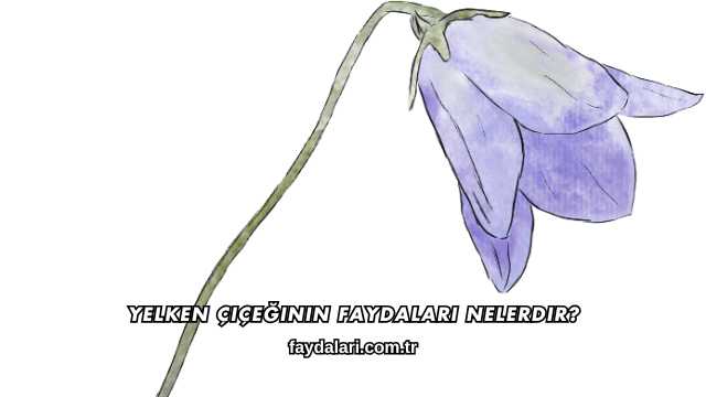 Yelken Çiçeğinin Faydaları Nelerdir?