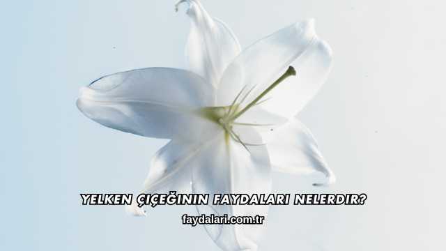 Yelken Çiçeğinin Faydaları Nelerdir?