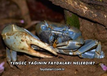 Yengeç Yağının Faydaları Nelerdir?