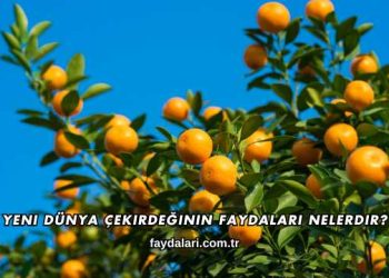 Yeni Dünya Çekirdeğinin Faydaları Nelerdir?