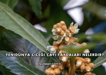 Yenidünya Çiçeği Çayı Faydaları Nelerdir?