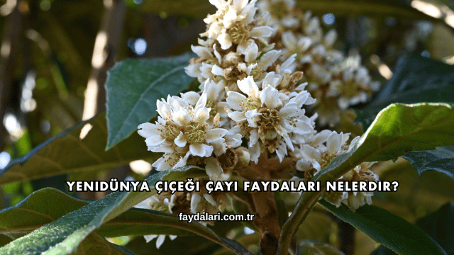 Yenidünya Çiçeği Çayı Faydaları Nelerdir?