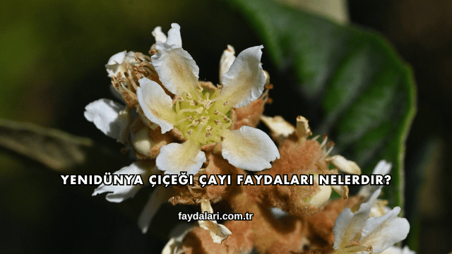 Yenidünya Çiçeği Çayı Faydaları Nelerdir?