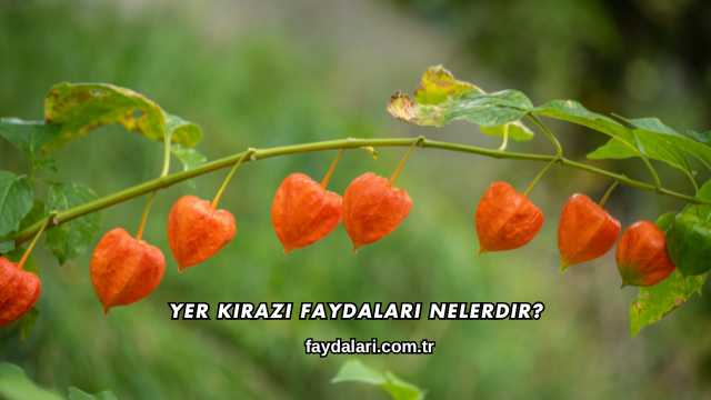 Yer Kirazı Faydaları Nelerdir?