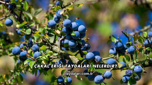 Çakal Eriği Faydaları Nelerdir?
