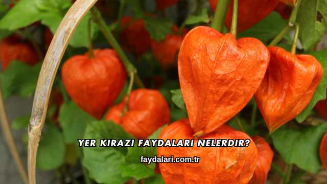 Yer Kirazı Faydaları Nelerdir?