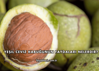 Yeşil Ceviz Kabuğunun Faydaları Nelerdir?
