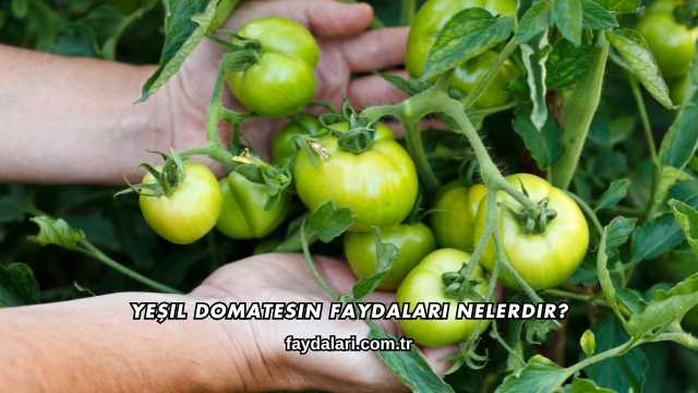 Yeşil Domatesin Faydaları Nelerdir?