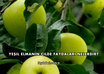 Yeşil Elmanın Cilde Faydaları Nelerdir?