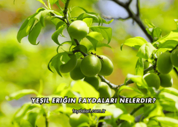 Yeşil Eriğin Faydaları Nelerdir?