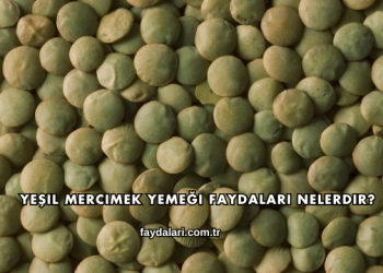 Yeşil Mercimek Yemeği Faydaları Nelerdir?