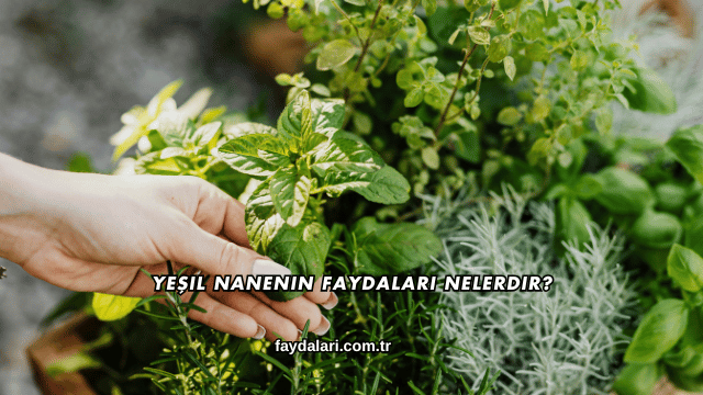 Yeşil Nanenin Faydaları Nelerdir?