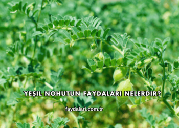 Yeşil Nohutun Faydaları Nelerdir?