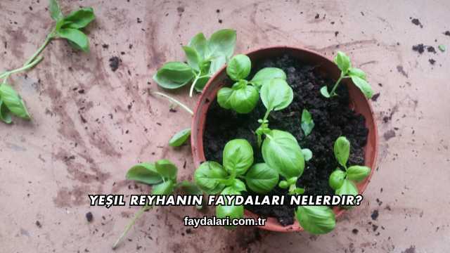 Yeşil Reyhanın Faydaları Nelerdir?