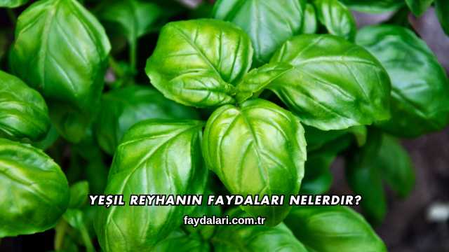 Yeşil Reyhanın Faydaları Nelerdir?