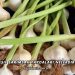 Yeşil Sarımsak Faydaları Nelerdir?