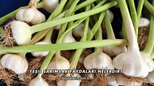 Yeşil Sarımsak Faydaları Nelerdir?