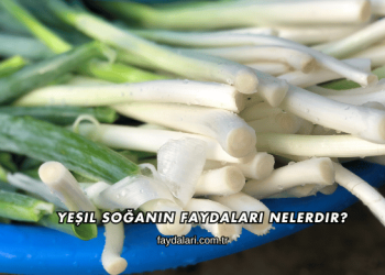 Yeşil Soğanın Faydaları Nelerdir?