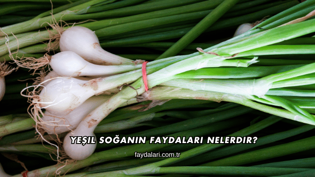 Yeşil Soğanın Faydaları Nelerdir?