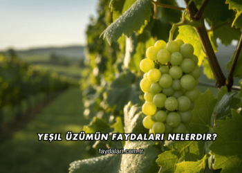 Yeşil Üzümün Faydaları Nelerdir?
