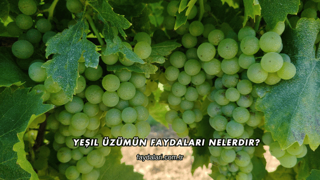 Yeşil Üzümün Faydaları Nelerdir?