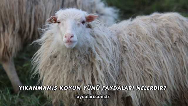Yıkanmamış Koyun Yünü Faydaları Nelerdir?