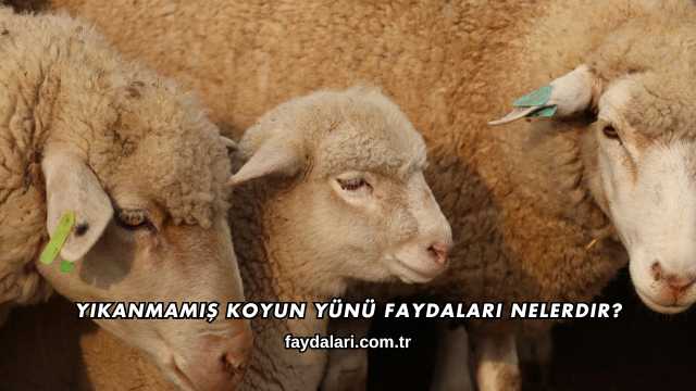 Yıkanmamış Koyun Yünü Faydaları Nelerdir?