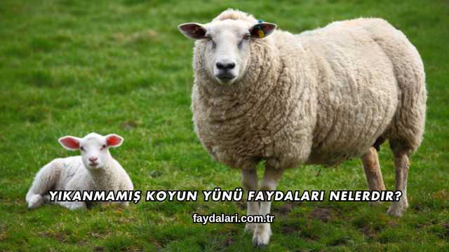 Yıkanmamış Koyun Yünü Faydaları Nelerdir?