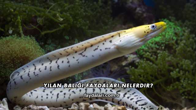 Yılan Balığı Faydaları Nelerdir?