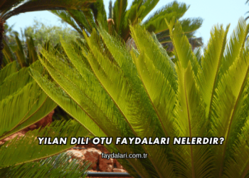 Yılan Dili Otu Faydaları Nelerdir?