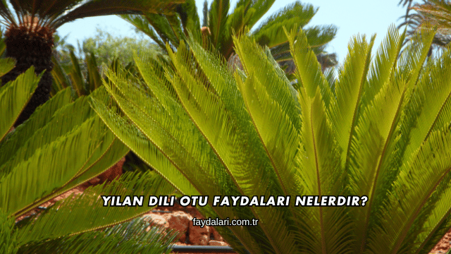 Yılan Dili Otu Faydaları Nelerdir?