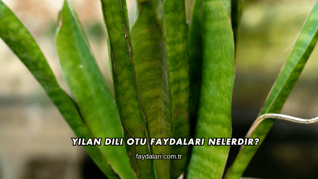 Yılan Dili Otu Faydaları Nelerdir?