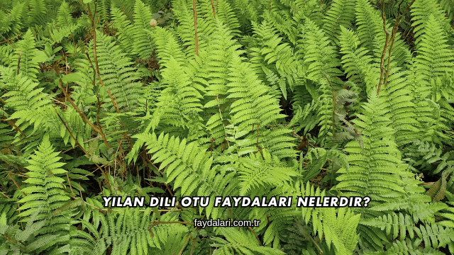 Yılan Dili Otu Faydaları Nelerdir?