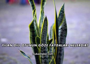 Yılan Dili Otunun Göze Faydaları Nelerdir?