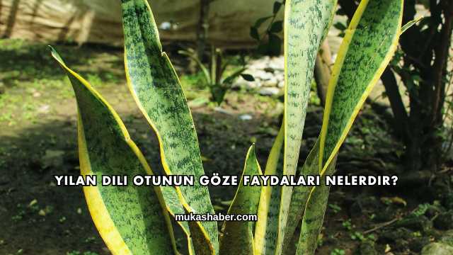 Yılan Dili Otunun Göze Faydaları Nelerdir?