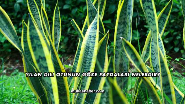 Yılan Dili Otunun Göze Faydaları Nelerdir?