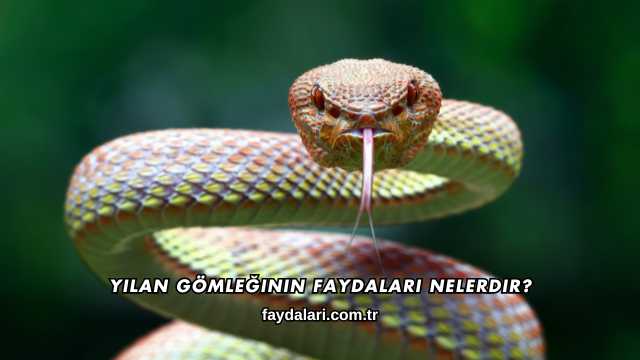Yılan Gömleğinin Faydaları Nelerdir?