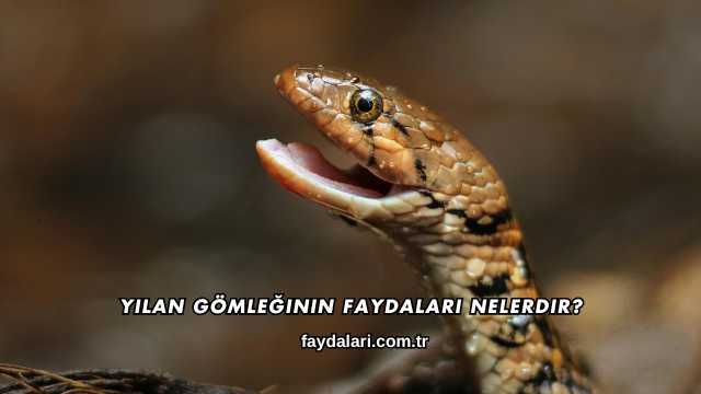 Yılan Gömleğinin Faydaları Nelerdir?