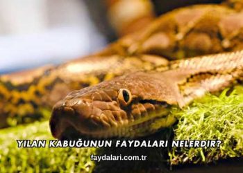 Yılan Kabuğunun Faydaları Nelerdir?elerdir?