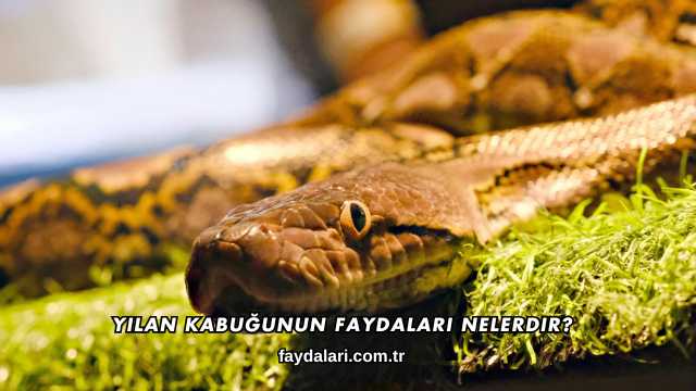 Yılan Kabuğunun Faydaları Nelerdir?elerdir?