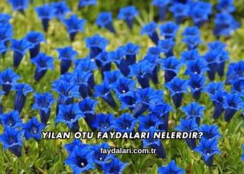 Yılan Otu Faydaları Nelerdir?