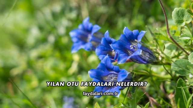 Yılan Otu Faydaları Nelerdir?