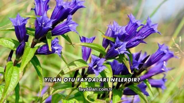 Yılan Otu Faydaları Nelerdir?