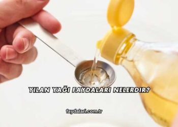 Yılan Yağı Faydaları Nelerdir?