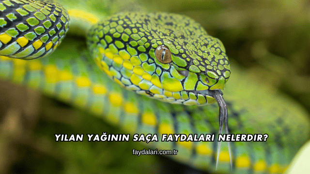 Yılan Yağının Saça Faydaları Nelerdir?