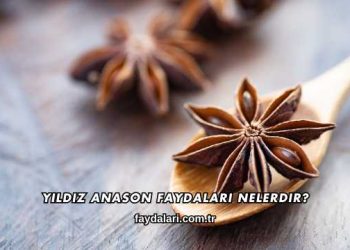 Yıldız Anason Faydaları Nelerdir?