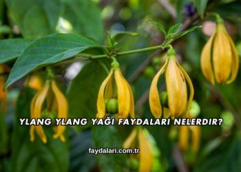 Ylang Ylang Yağı Faydaları Nelerdir?